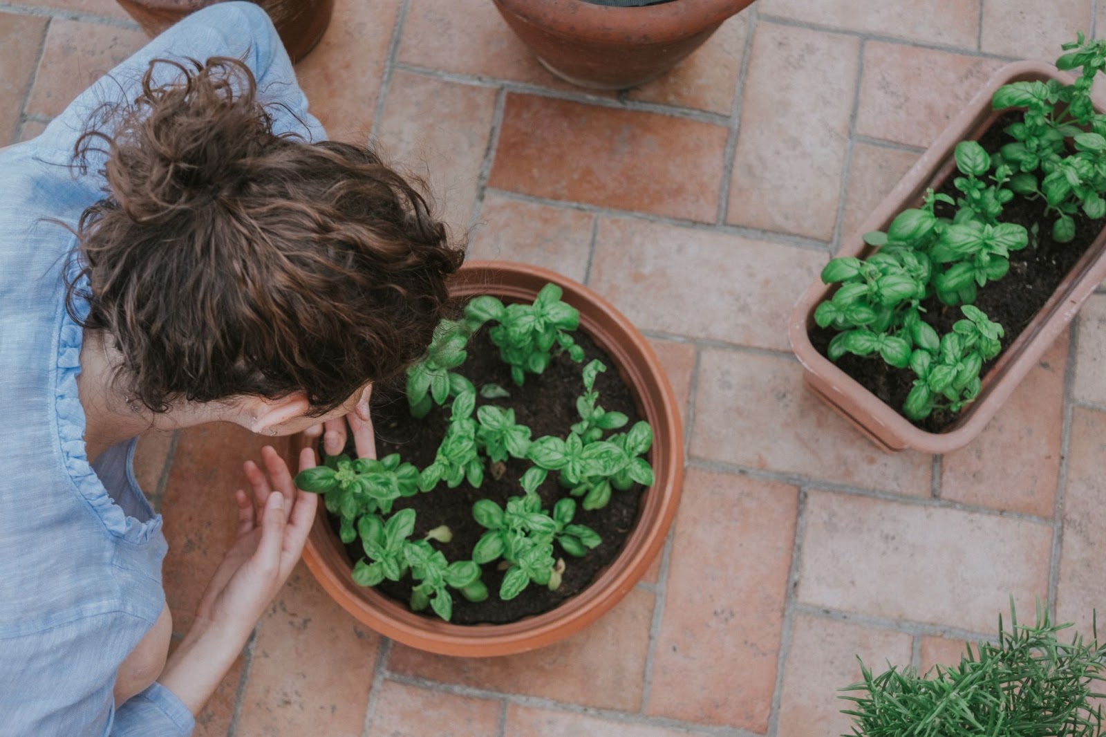 The Benefits of Creating an Indoor Herb Garden